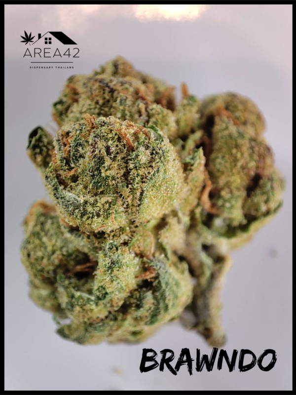 Brawndo | 1904 Genetics - Image 3