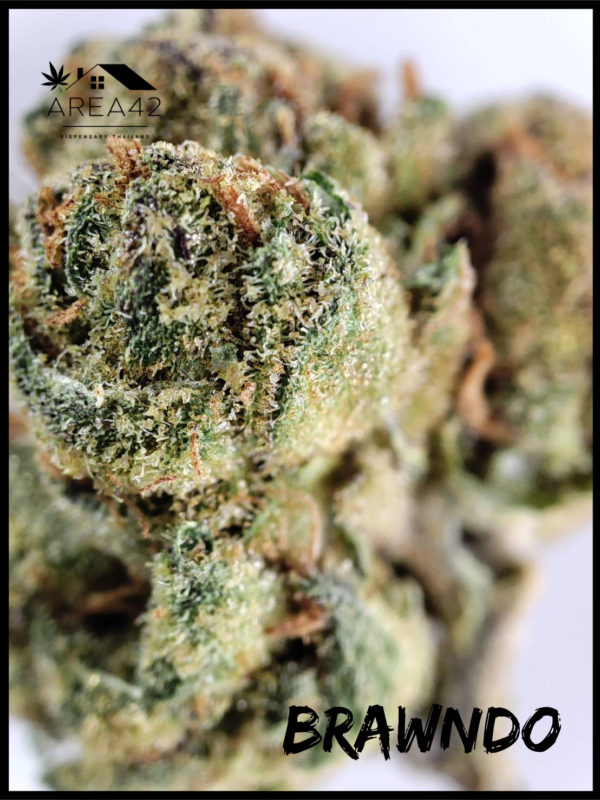Brawndo | 1904 Genetics - Image 5