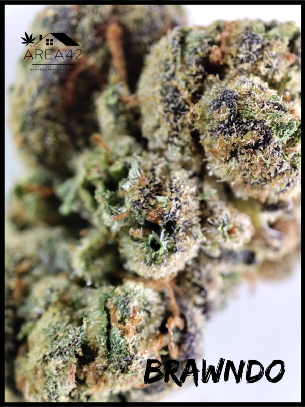 Brawndo | 1904 Genetics - Image 6