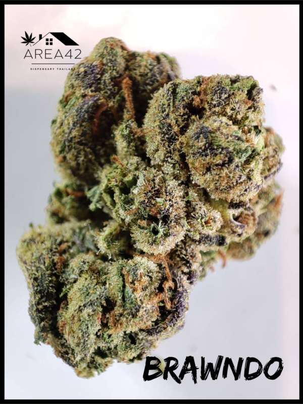 Brawndo | 1904 Genetics - Image 7