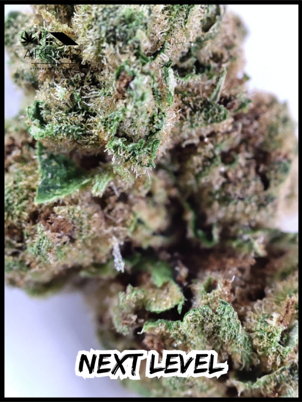 Next Level | Exotic Genetix - Image 4