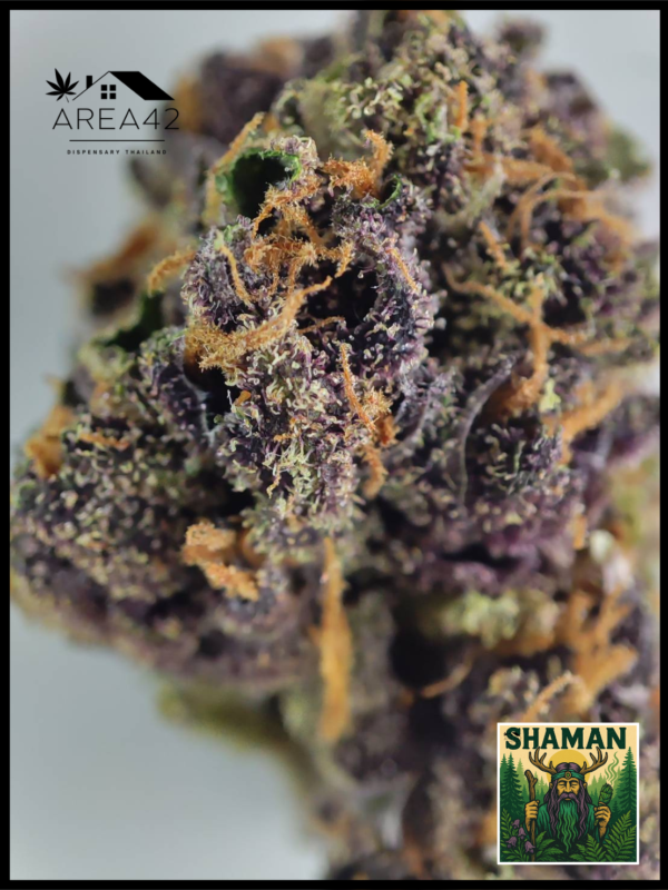 Shaman | Dutch Passion - Image 4