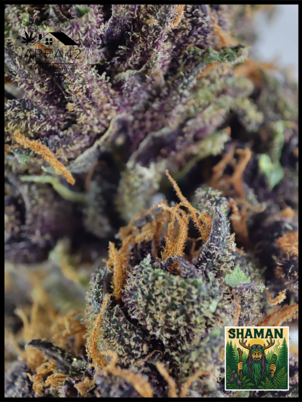 Shaman | Dutch Passion - Image 6