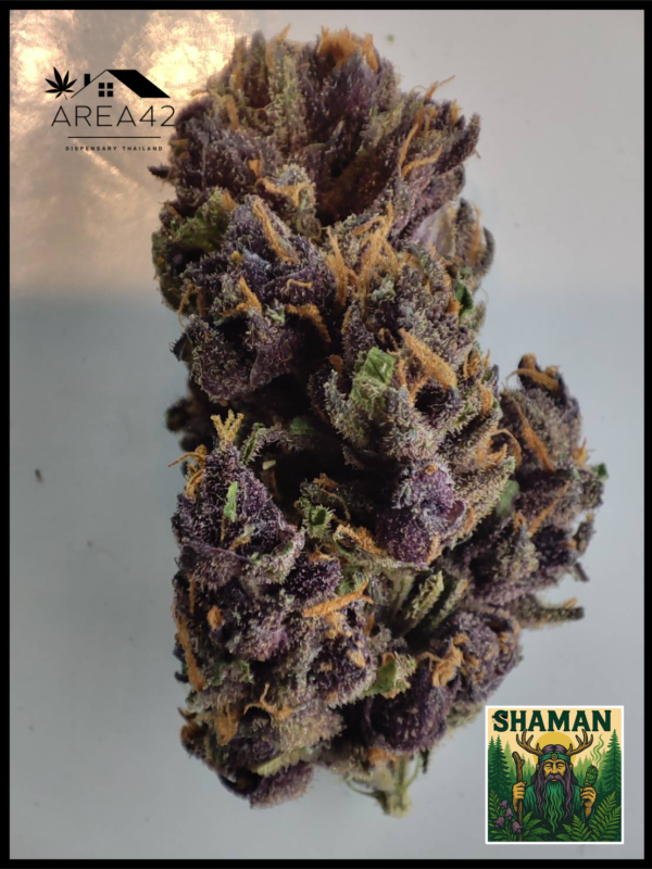 Shaman | Dutch Passion - Image 2