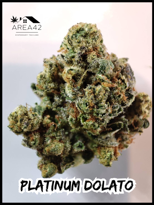 Platinum Dolato | In House Genetics - Image 2