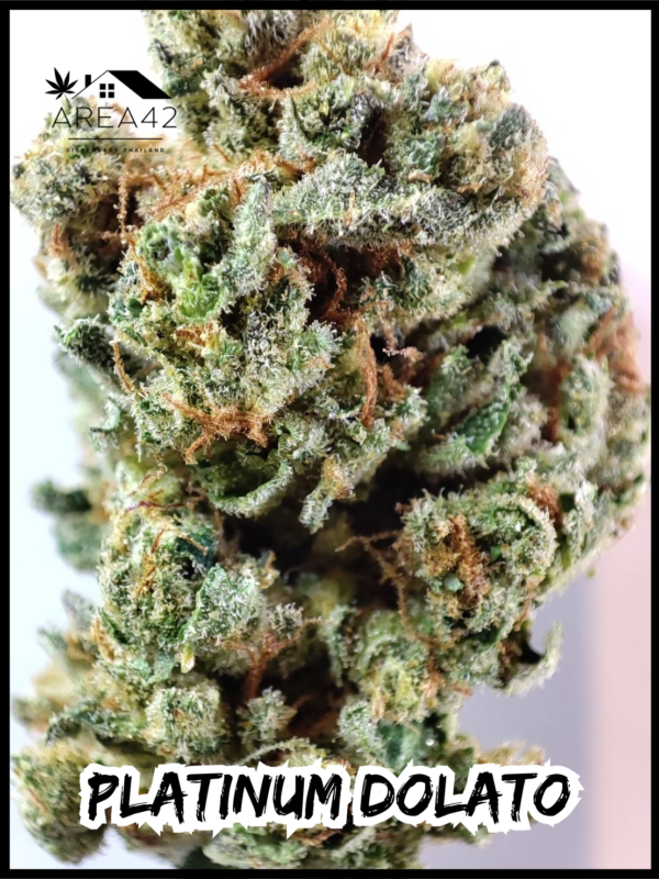 Platinum Dolato | In House Genetics - Image 3