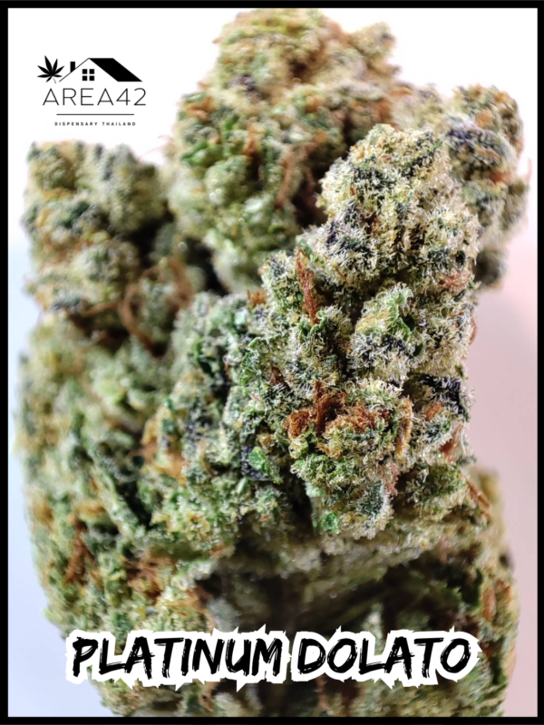 Platinum Dolato | In House Genetics - Image 4