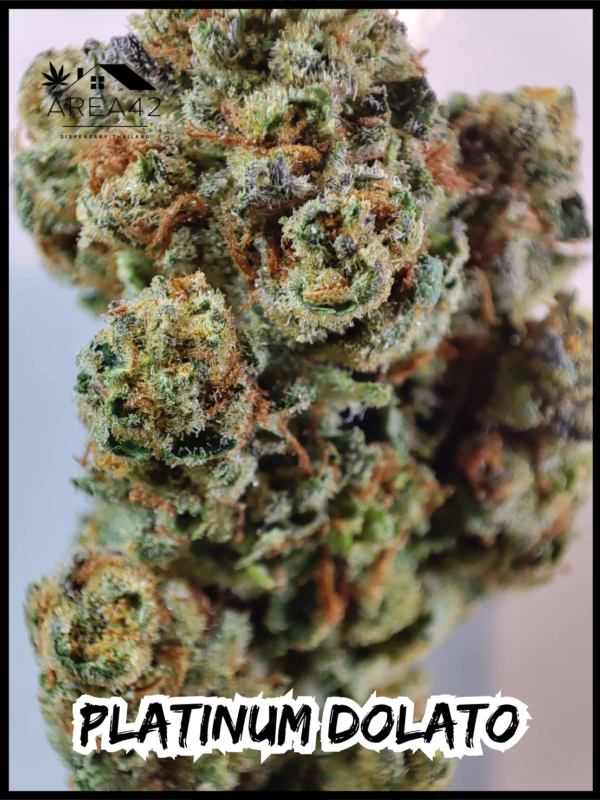 Platinum Dolato | In House Genetics - Image 5