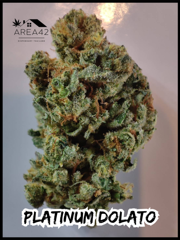 Platinum Dolato | In House Genetics - Image 6