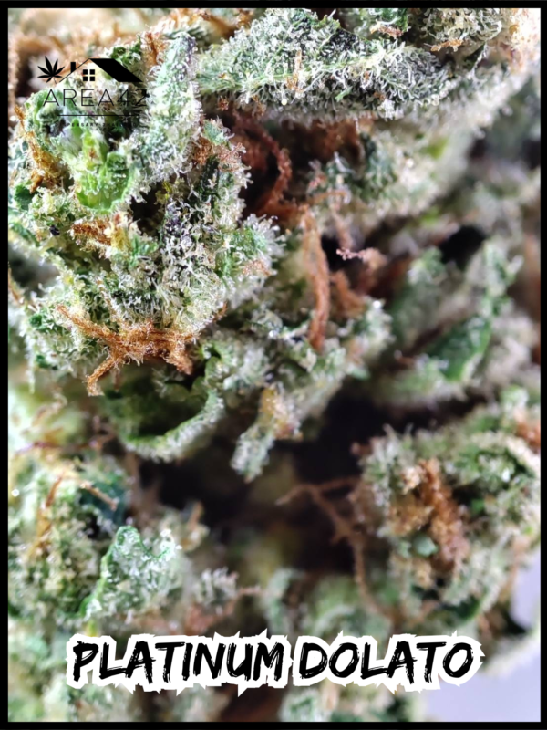 Platinum Dolato | In House Genetics - Image 7