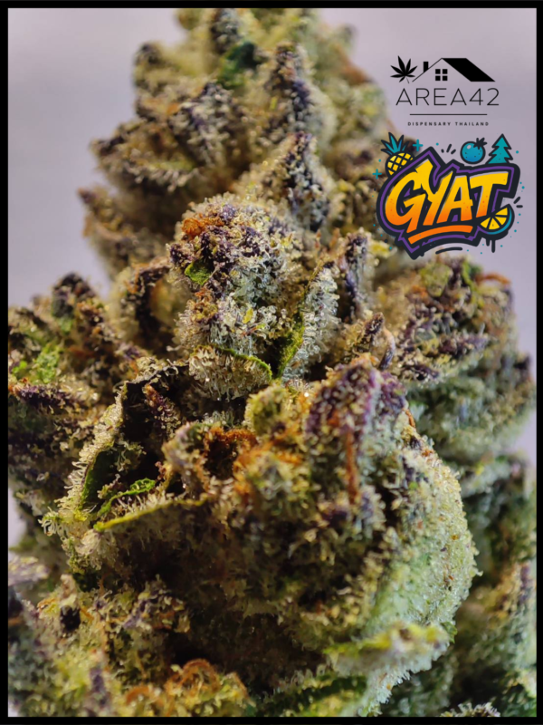 Gyat | Exotic Genetix - Image 2