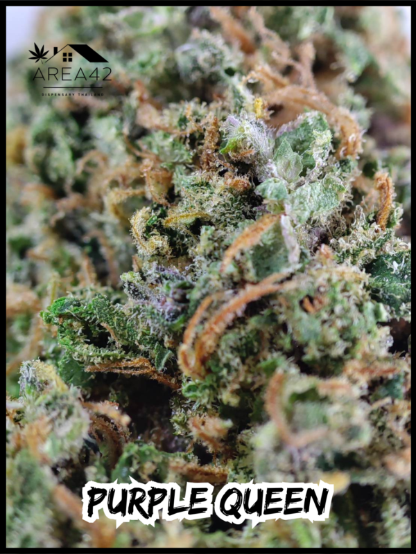 Purple Queen | Royal Queen Seeds - Image 2