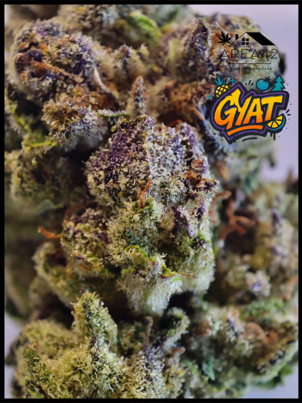 Gyat | Exotic Genetix - Image 3