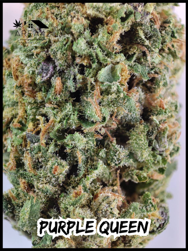 Purple Queen | Royal Queen Seeds - Image 3