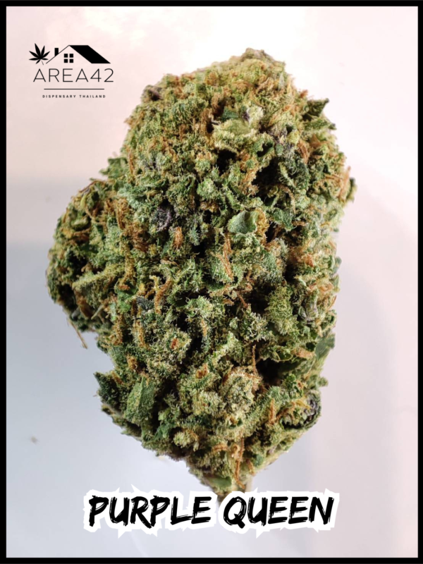 Purple Queen | Royal Queen Seeds - Image 4