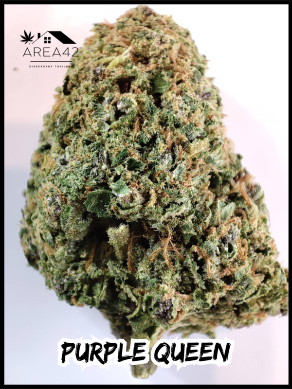 Purple Queen | Royal Queen Seeds - Image 5
