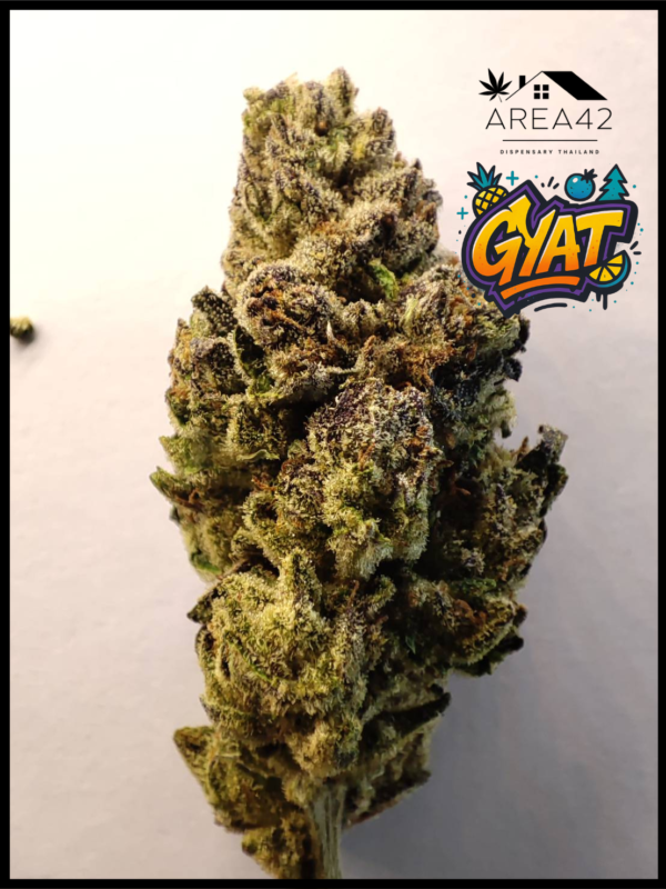 Gyat | Exotic Genetix - Image 4