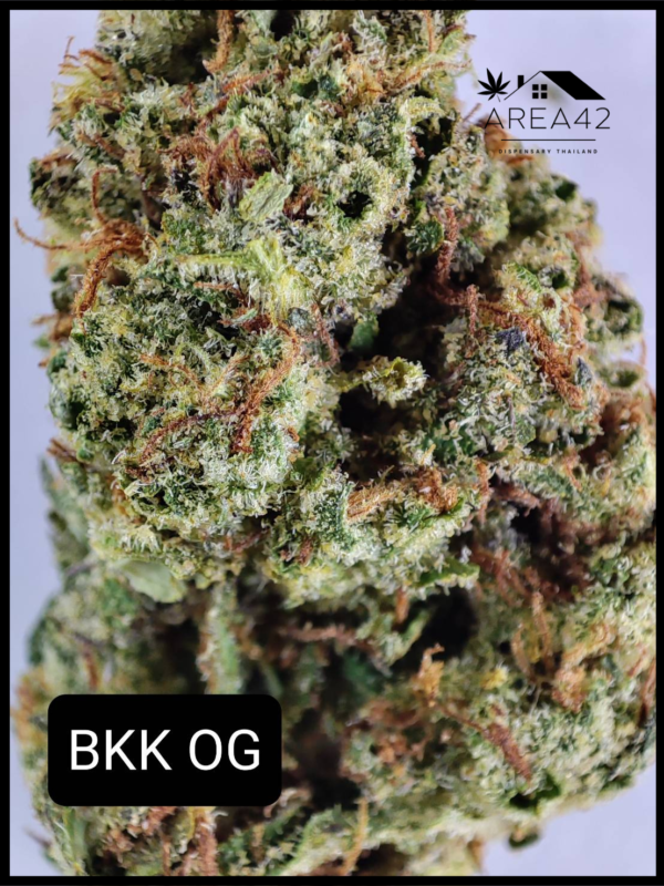 Bangkok OG |  LIT Farms with Thai Growers - Image 3