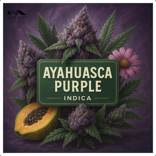 Ayahuasca Purple | Barney's Farm