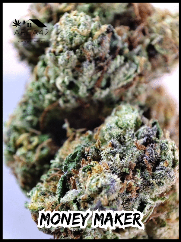 Money Maker | Green House Seeds - Image 2