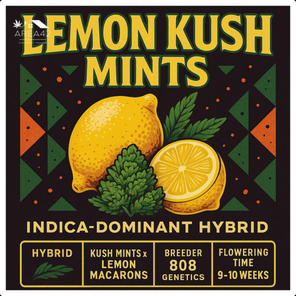 Lemon Kush Mints | 808 Genetics