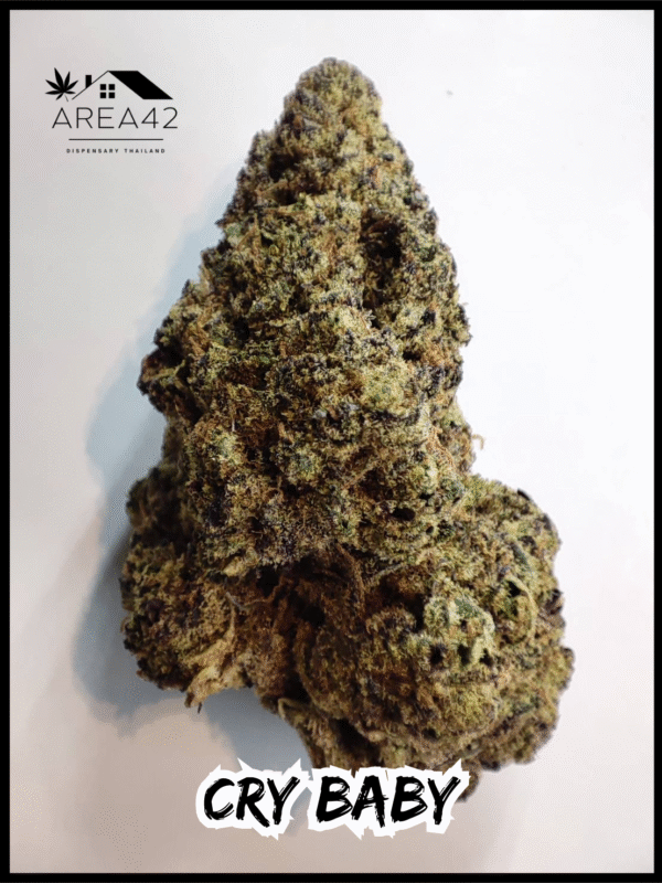 Cry Baby | Dark Horse Genetics - Image 2