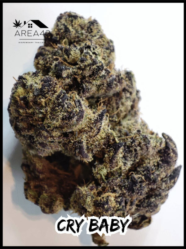Cry Baby | Dark Horse Genetics - Image 4