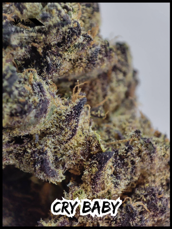 Cry Baby | Dark Horse Genetics - Image 5