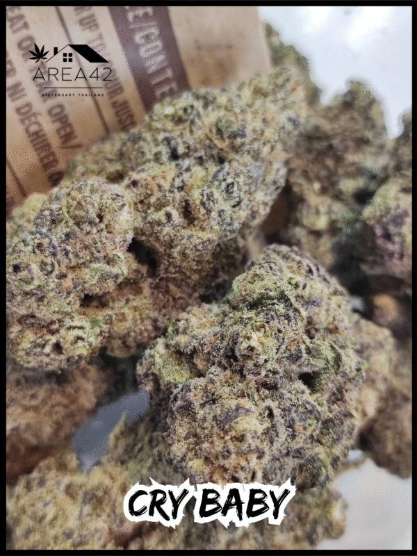 Cry Baby | Dark Horse Genetics - Image 6