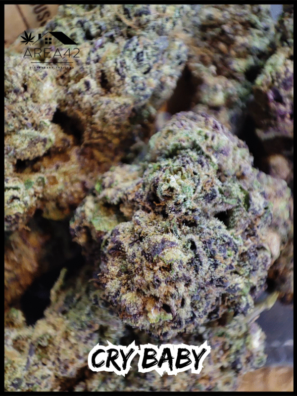 Cry Baby | Dark Horse Genetics - Image 7