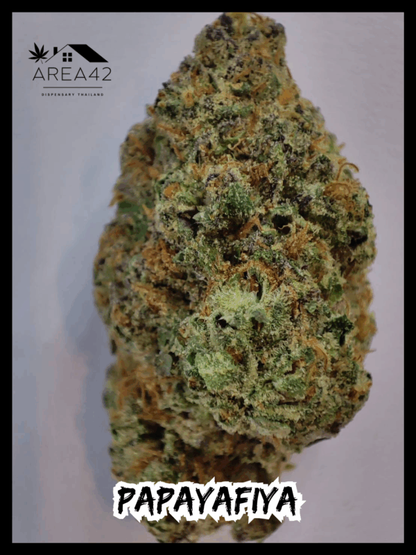 Papayafiya | In House Genetics - Image 2