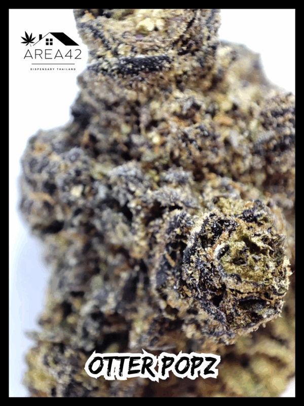 Otter Popz | Compound Genetics x Oaseeds - Image 2