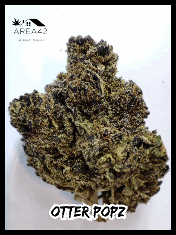 Otter Popz | Compound Genetics x Oaseeds - Image 3