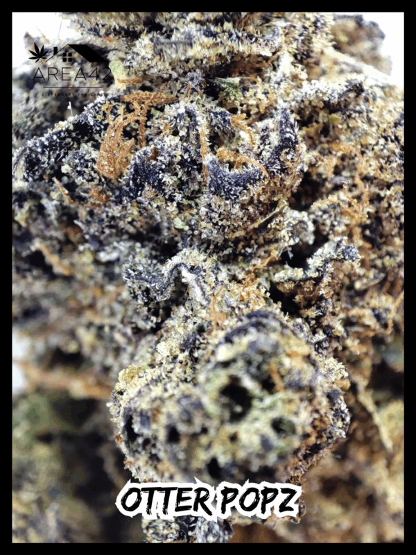 Otter Popz | Compound Genetics x Oaseeds - Image 4
