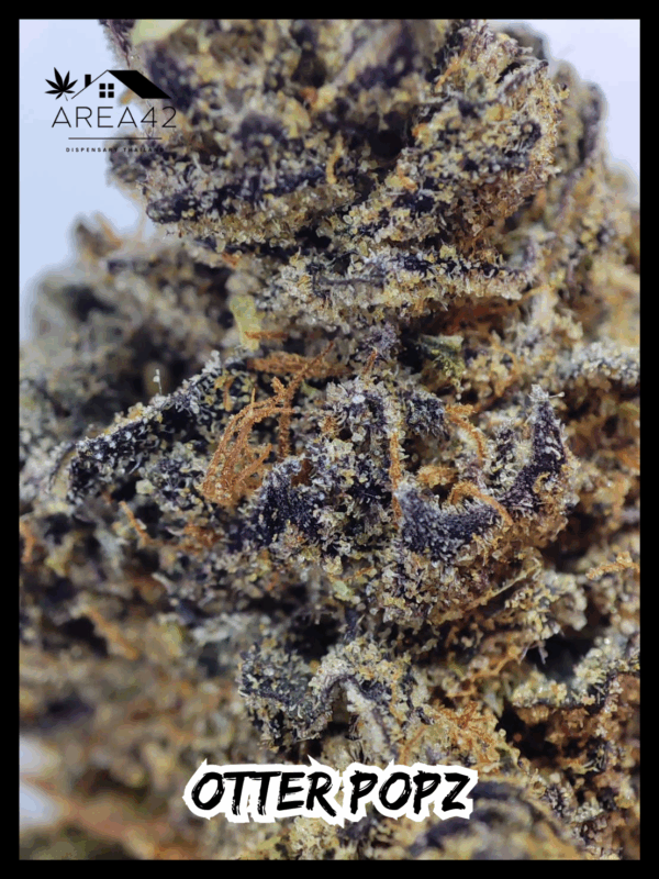 Otter Popz | Compound Genetics x Oaseeds - Image 5