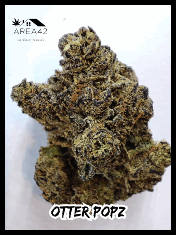 Otter Popz | Compound Genetics x Oaseeds - Image 6