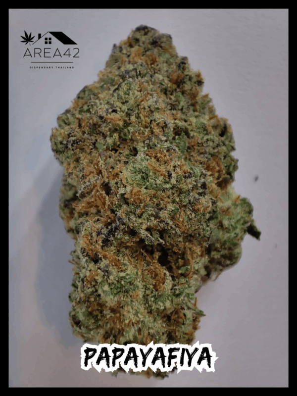 Papayafiya | In House Genetics - Image 3