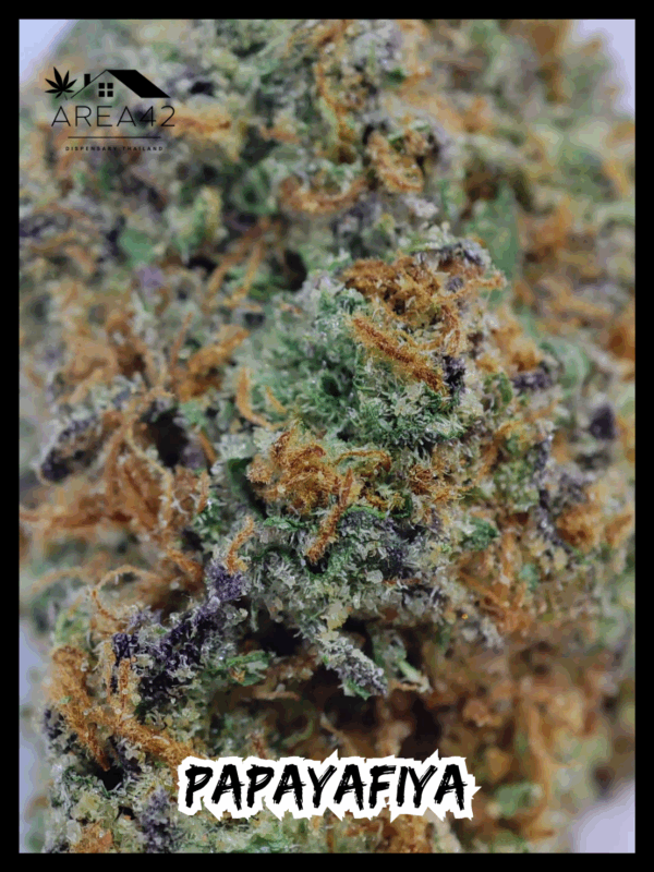 Papayafiya | In House Genetics - Image 4