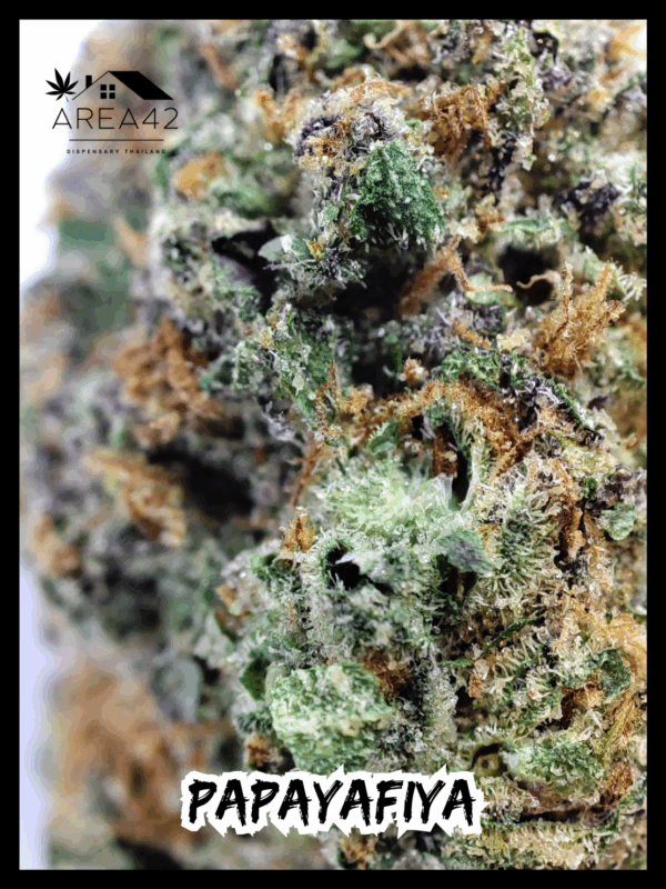Papayafiya | In House Genetics - Image 5