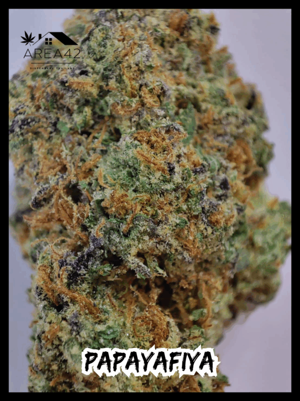 Papayafiya | In House Genetics - Image 6